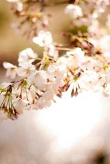 ゴシック＆ロリータなお花見